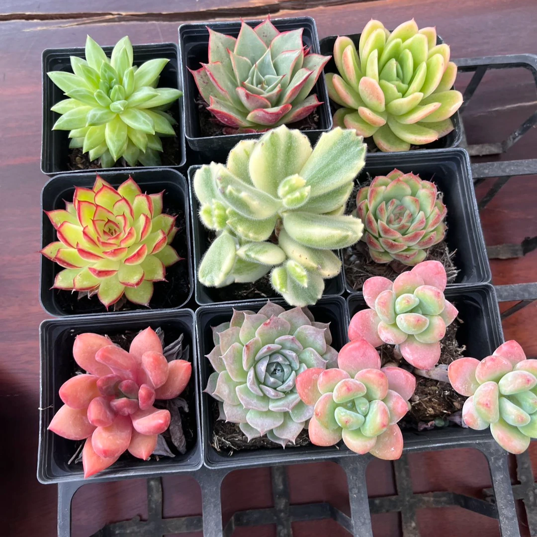精品多肉植物组合9颗7厘米方杯盆栽含盆带土好养室内绿植防辐射