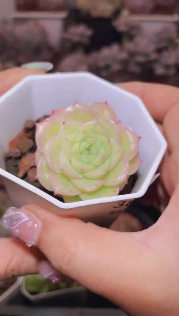 【闪购商品】380冰封玫瑰