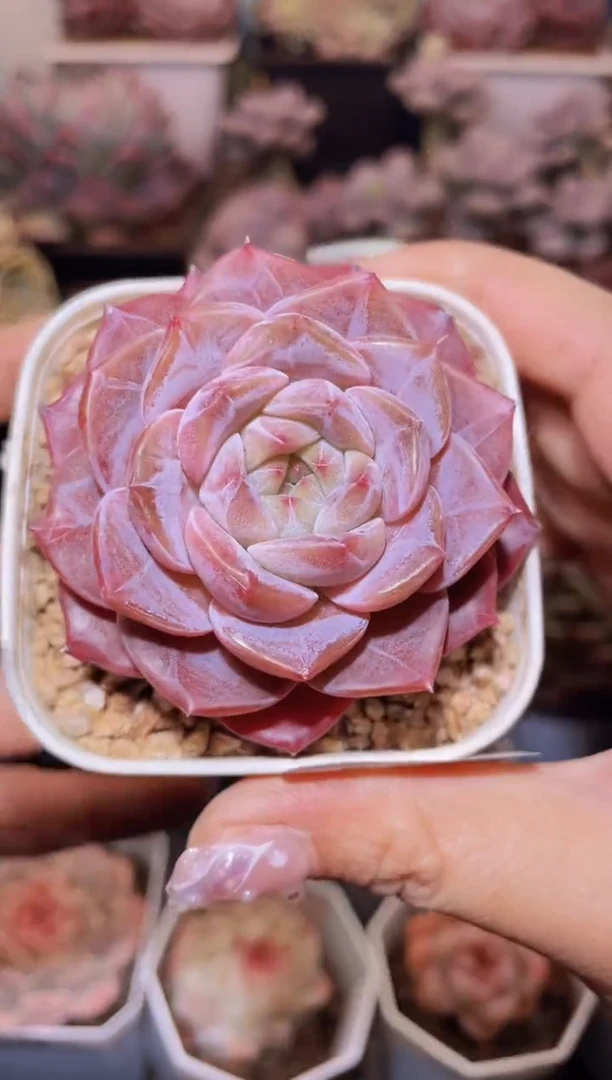 【闪购商品】028紫色狂想