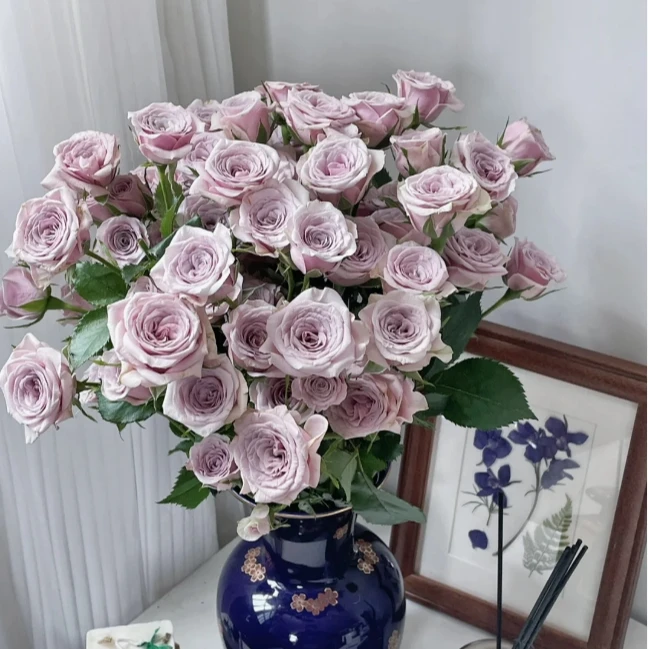 莱拉多头泡泡玫瑰10枝+营养剂