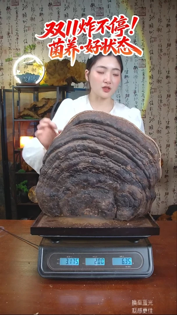 红缘拟层孔菌中国大陆【藏区 野生】树舌灵芝（6.35斤）60-70年份