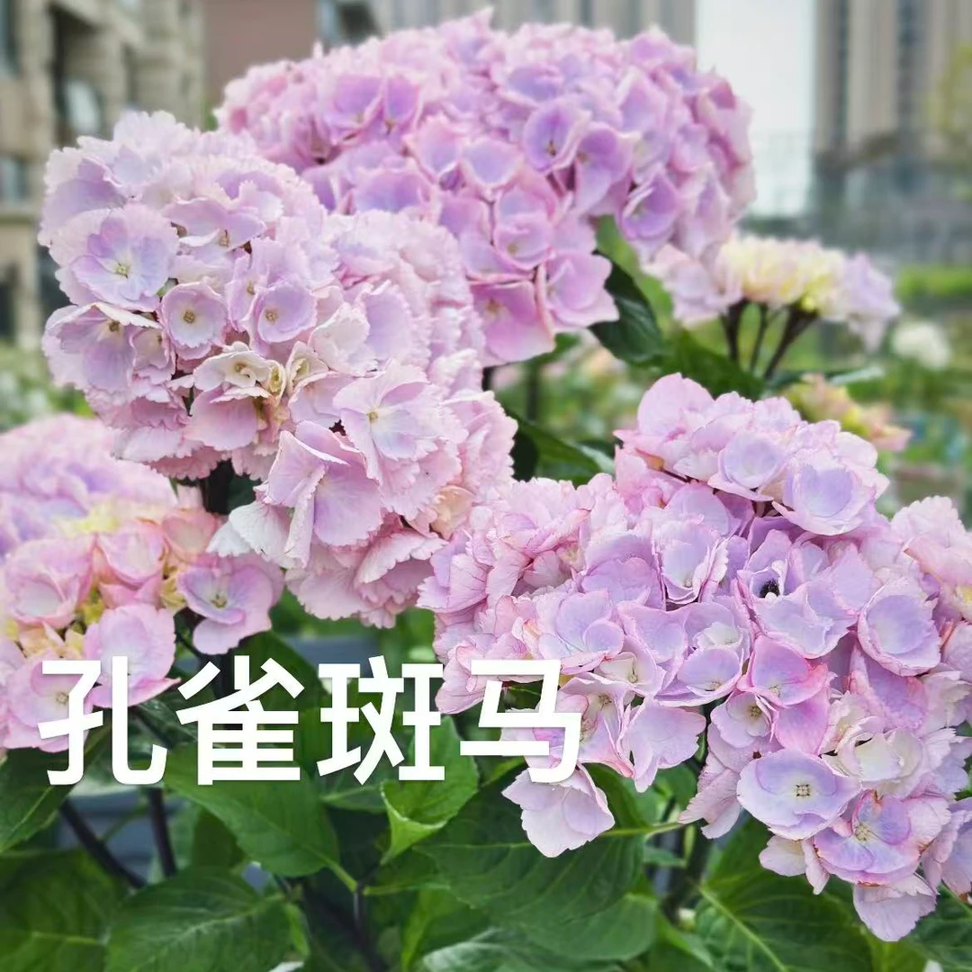 【绣球花老桩 】基地直发  品种多多 花色多多 不带花不带土不带盆
