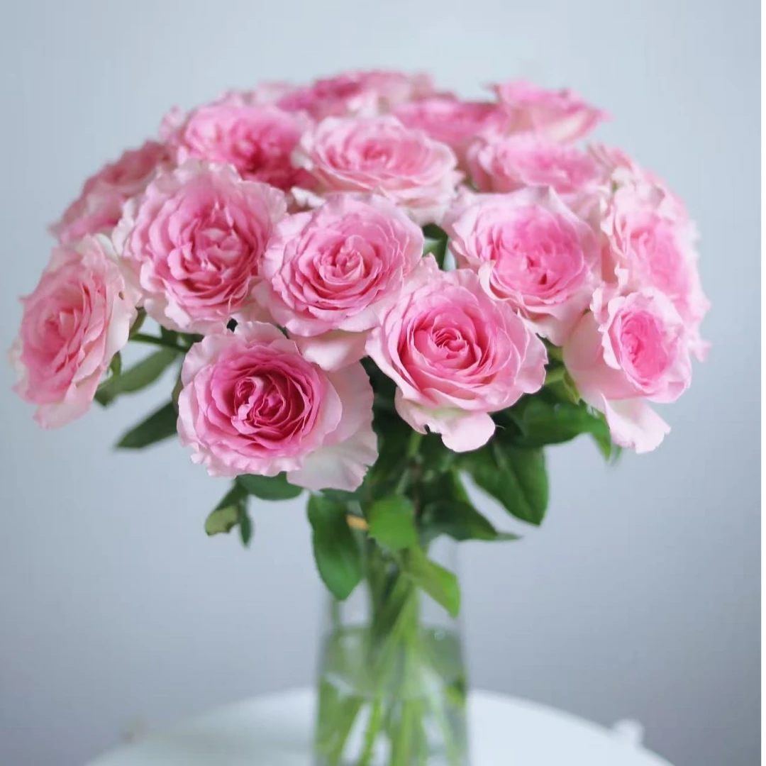 【花魁洛神】单头玫瑰：同一地址两单升级冷链，三单升级空运