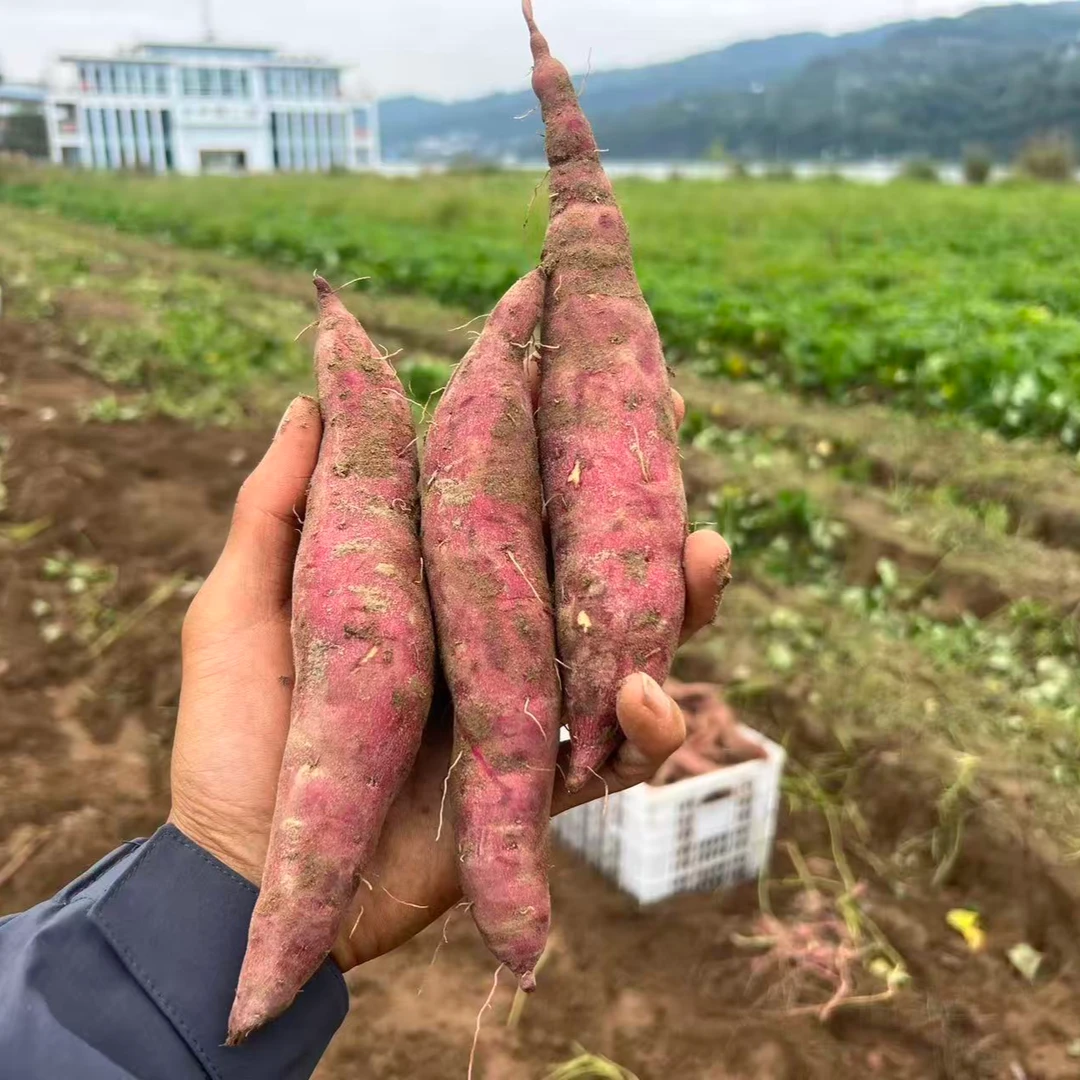 新鲜现挖天目山小香薯黄心软糯香甜板栗味粗粮早餐