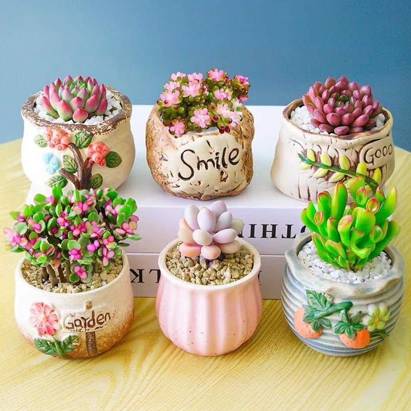 综合链接/好养多肉/懒人植物/美观好养