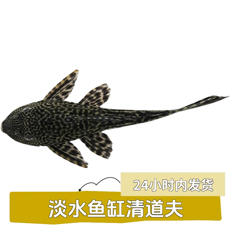 淡水观赏鱼清道夫豹纹清道夫活体清洁工鹦鹉鱼鱼粪便生物便除藻