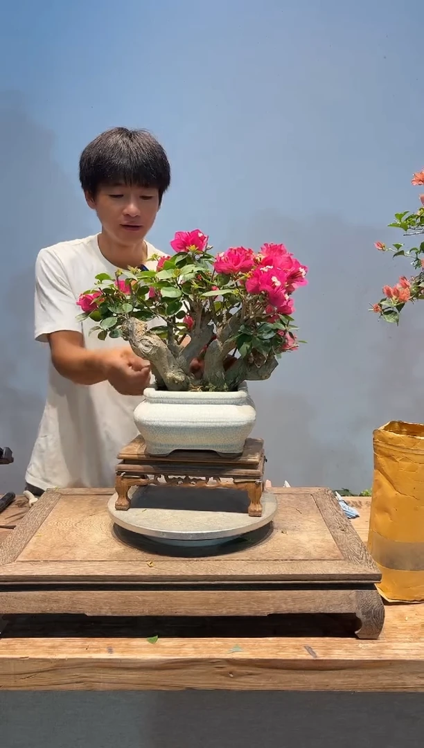 全部花朵向****钱三角梅20