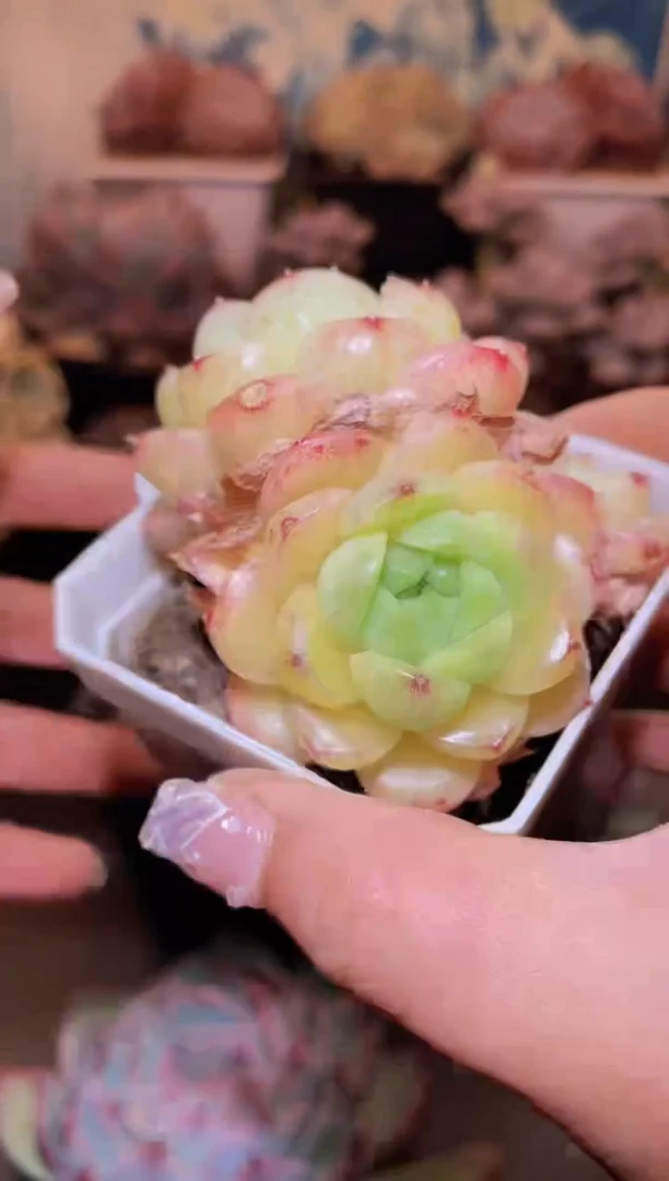 【闪购商品】192金珠