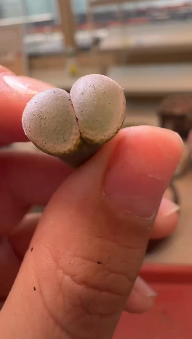14-28多肉植物肉锥