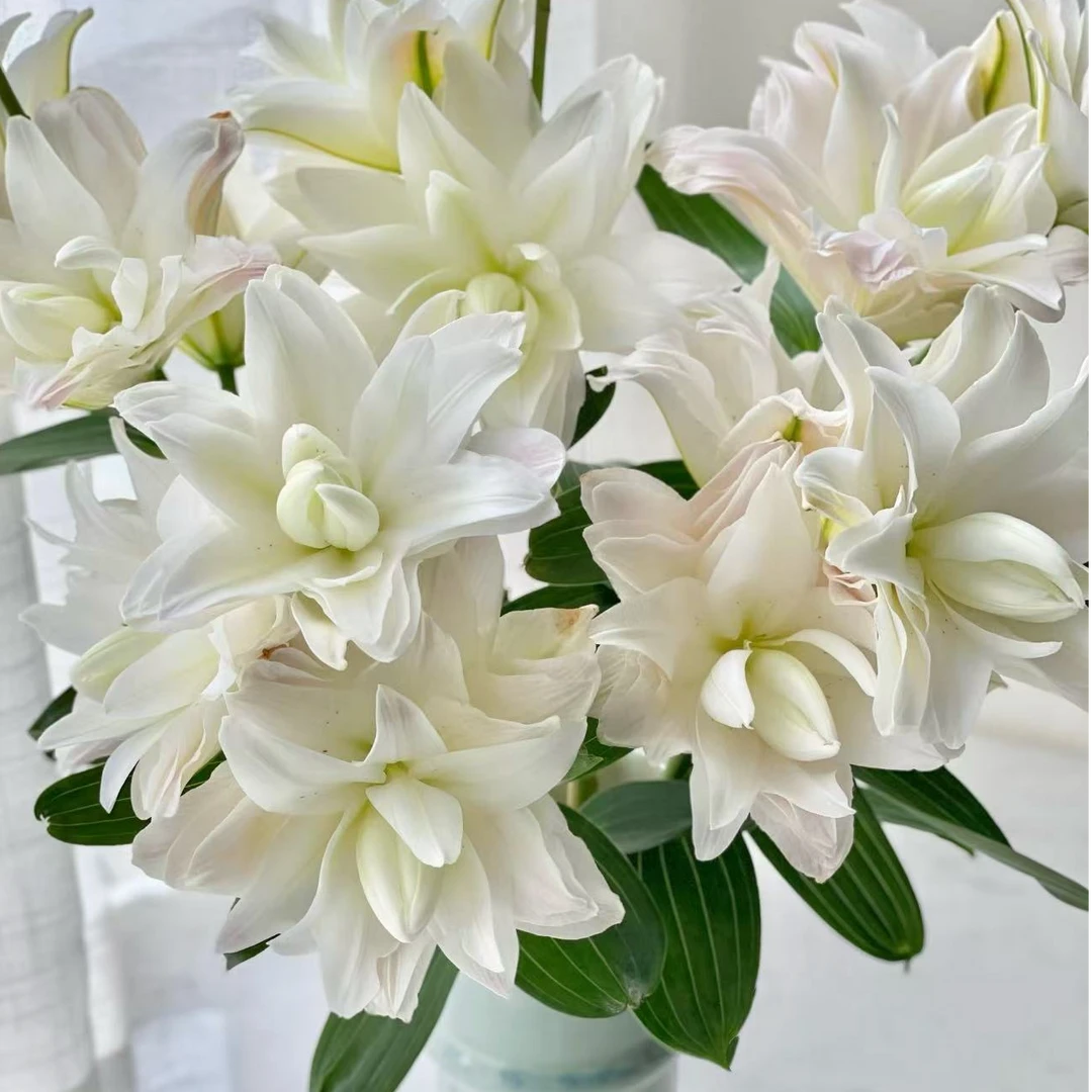 【陌上花开】多头阳光粉韵-百合