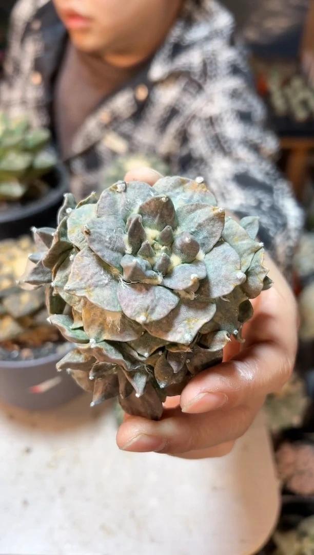 【闪购商品】晚9号紫肌自根牡丹9.3公分