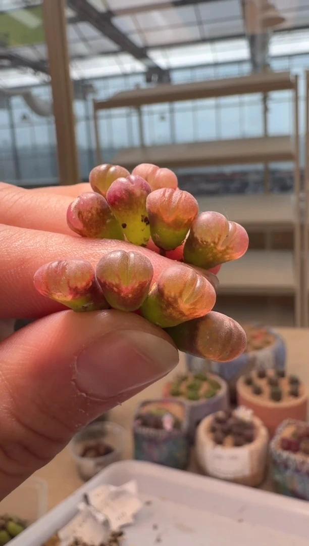 28-116多肉植物肉锥红颗粒