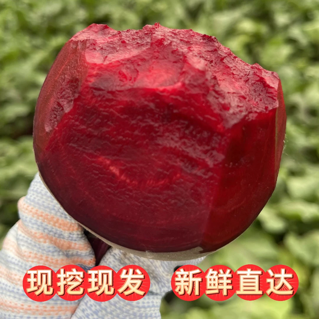 2025新鲜甜菜根现挖发货甜菜头精选有机肥红菜头纯红多汁5斤包邮