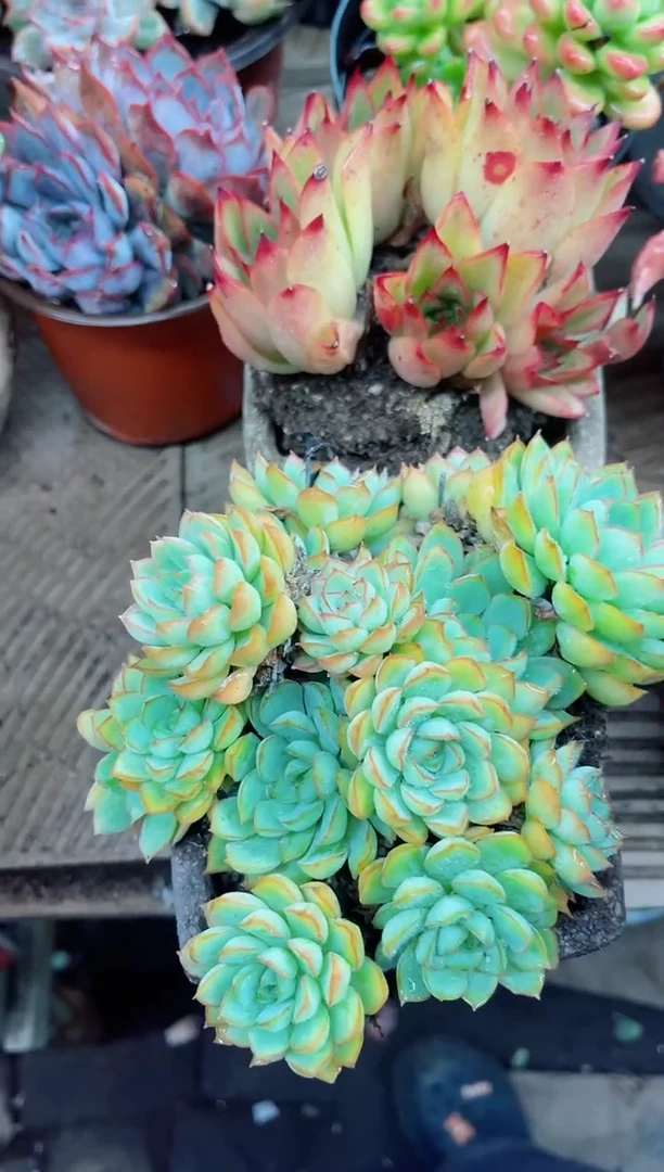 陶*?19031多肉植物一物一拍