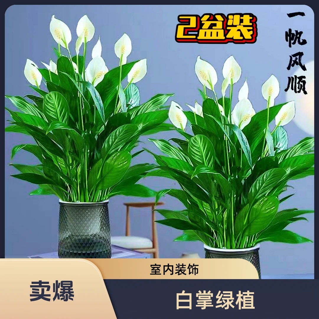 【一帆风顺｜乌市发货】拍一发二白掌土培水培植物救星室内绿植