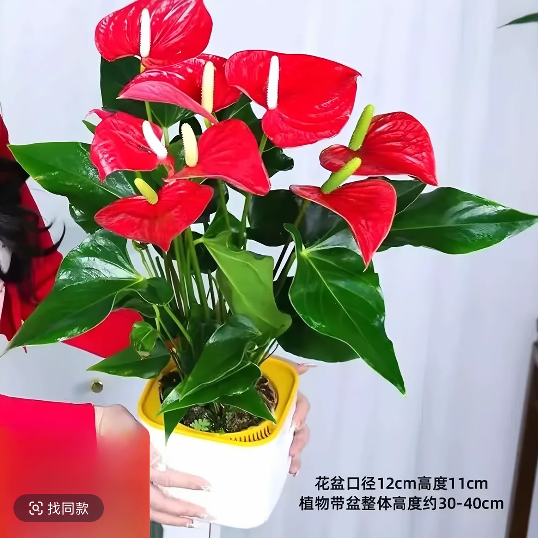 【3—4朵花】阿哲红掌盆栽绿植室内植物女神花卉植物红叶净化空气
