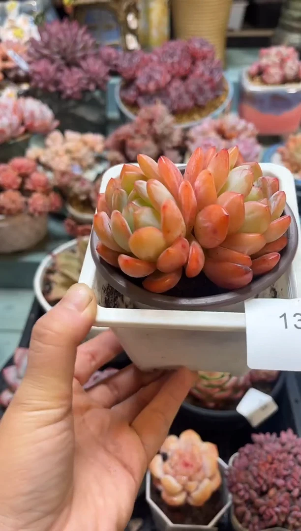 131双头全明星多肉