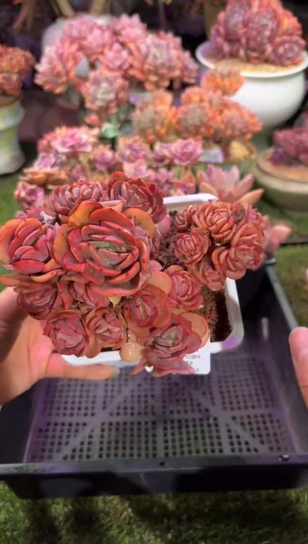 【闪购商品】07804