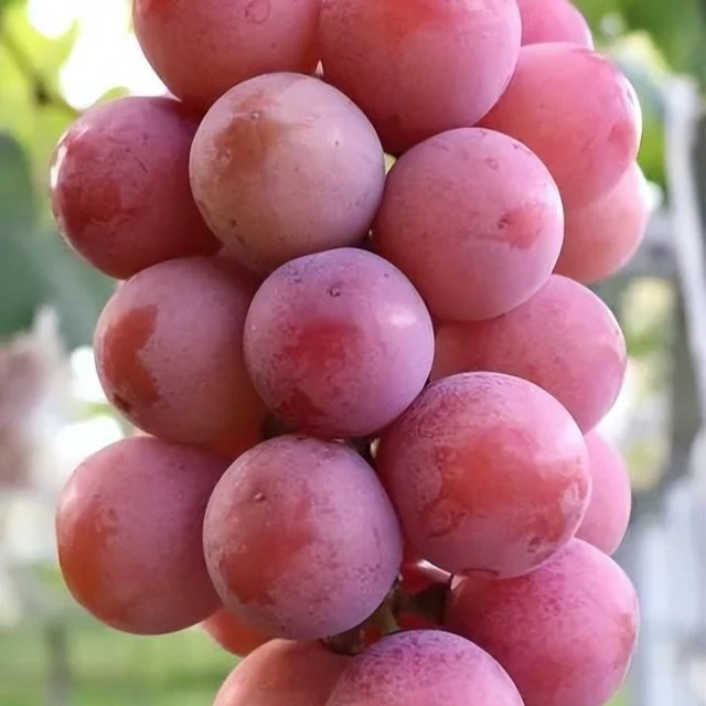 妮娜皇后葡萄500g装云南省