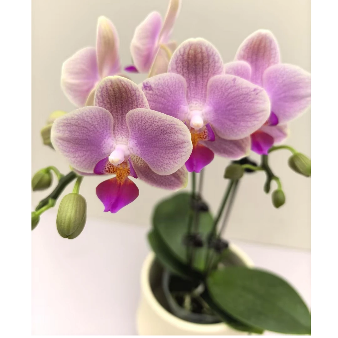 蝴蝶兰【彩虹蜜桃】 桌面款 渐变色系  全开福利