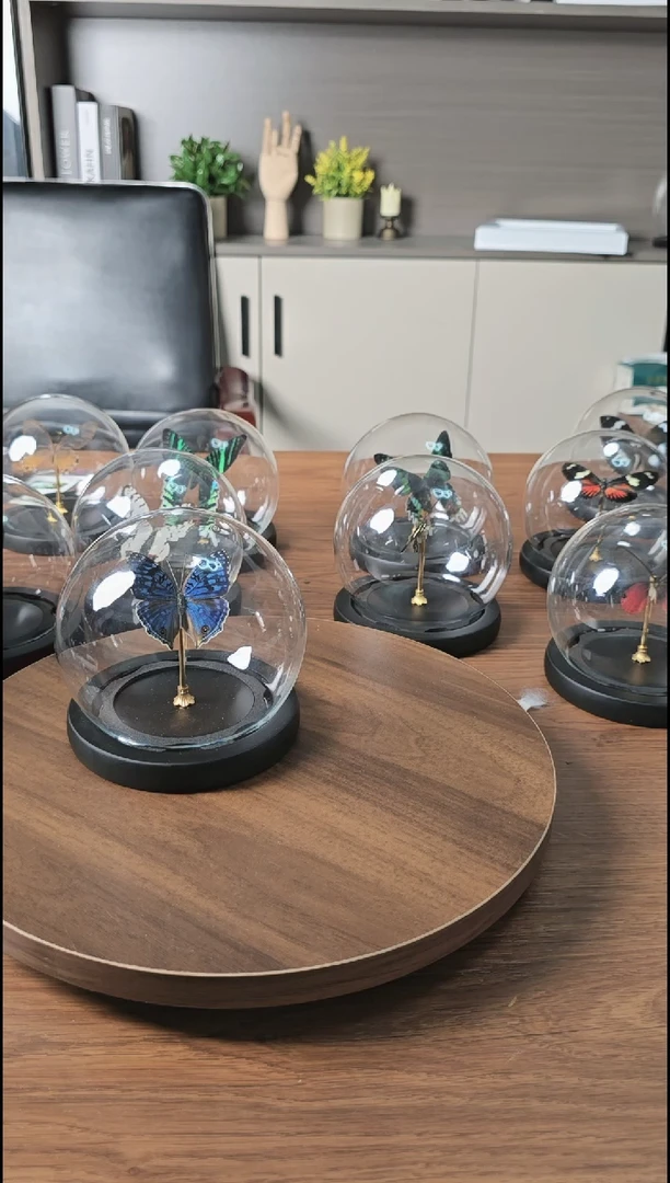 水晶球青凤蝶真实蝴蝶标本