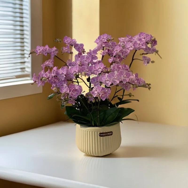 【樱花】蝴蝶兰 好养耐养花期长 苗情优质 基地直发