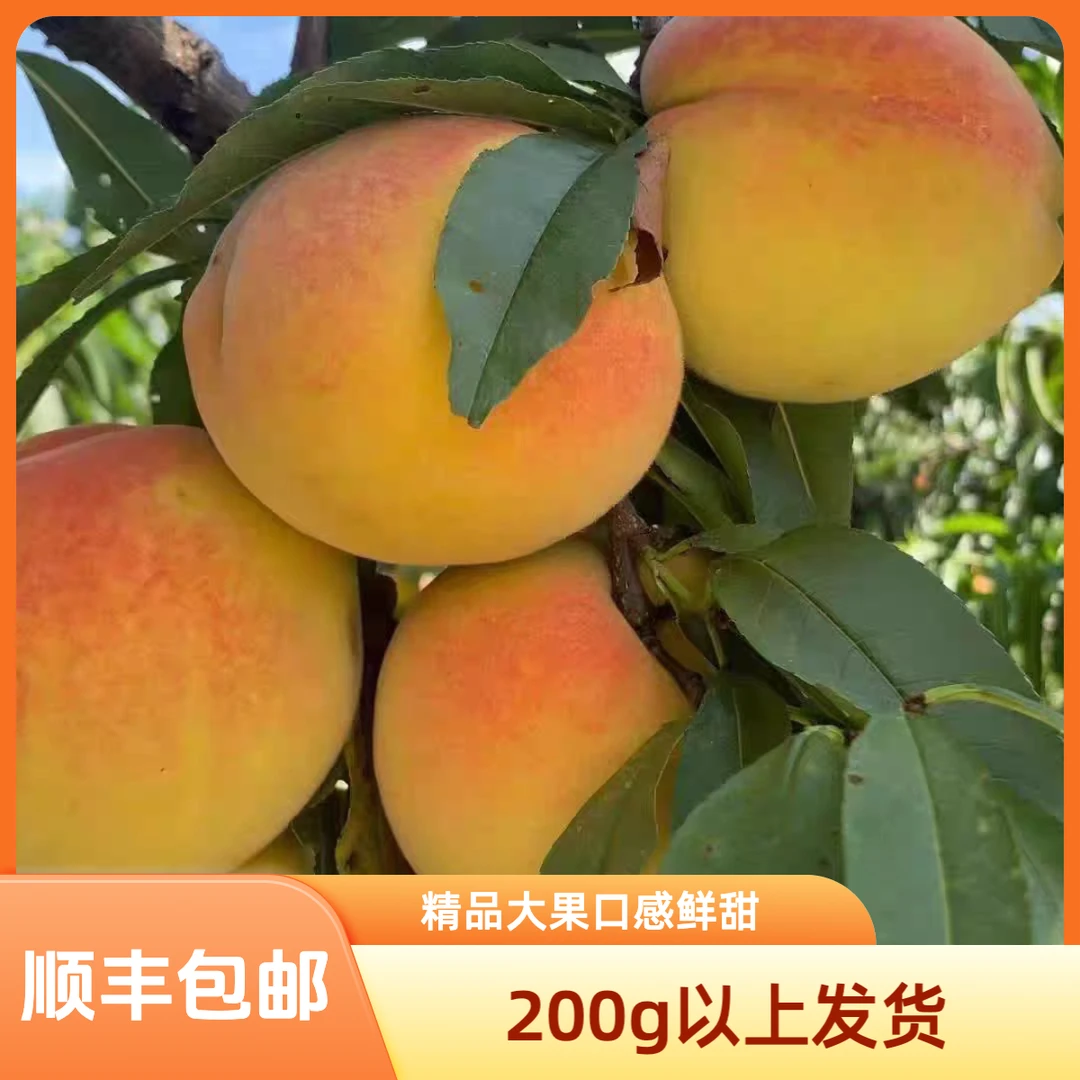【顺丰包邮】精品果王 当季新鲜采摘精品高山黄桃