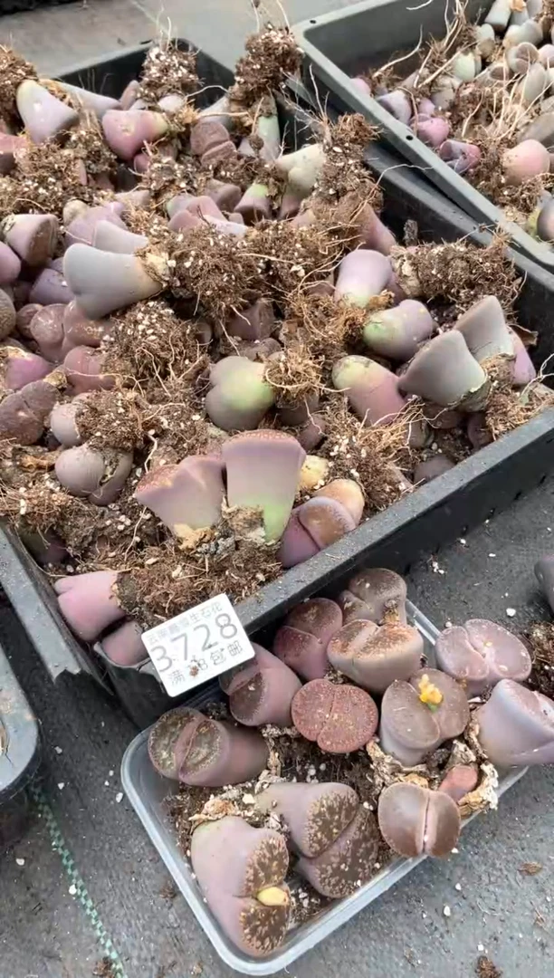3728特价日轮玉全部有疤瑕疵长腿发货1颗量拍