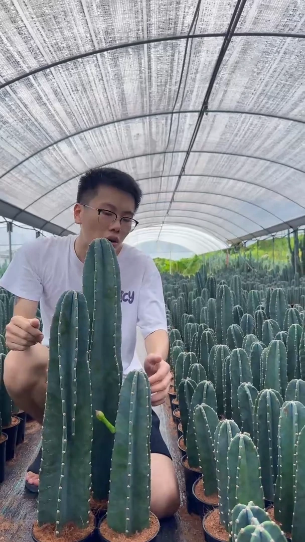 【带根】20 30 40cm 量天尺
