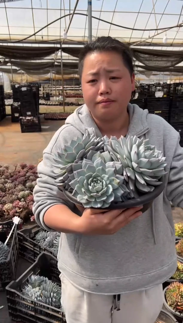 【闪购商品】1-四头起超大粉蓝鸟15