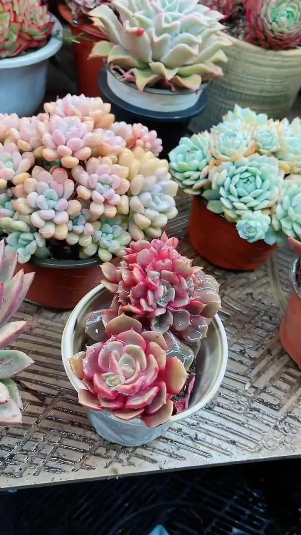 【闪购商品】13050