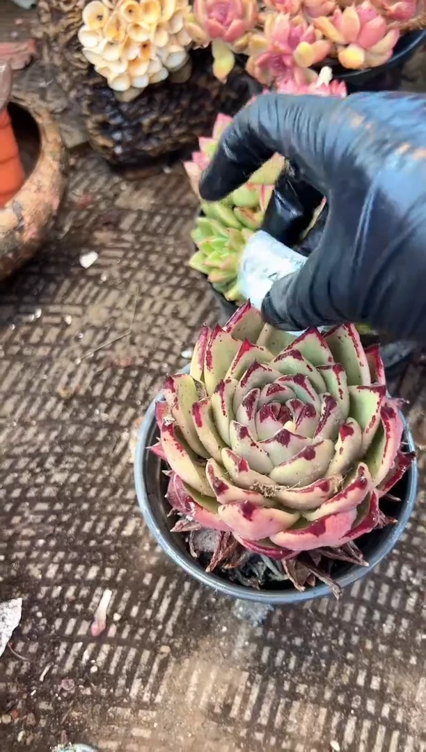 微***去多肉植物一物一拍03461