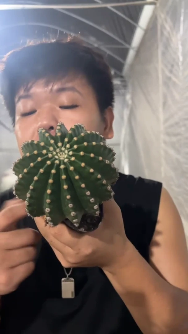 3颗 金刚彩草 7-10cm 实生根