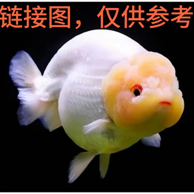 兰寿观赏鱼冷水淡水活鱼[私拍默认随机]