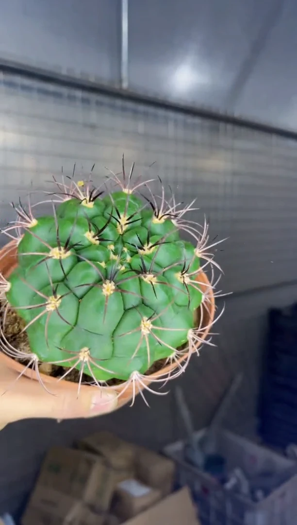 【闪购商品】实生根 新天地 9-12cm