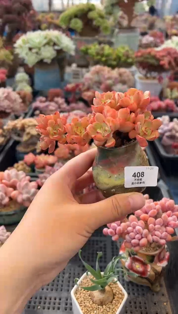 A**a408            带盆