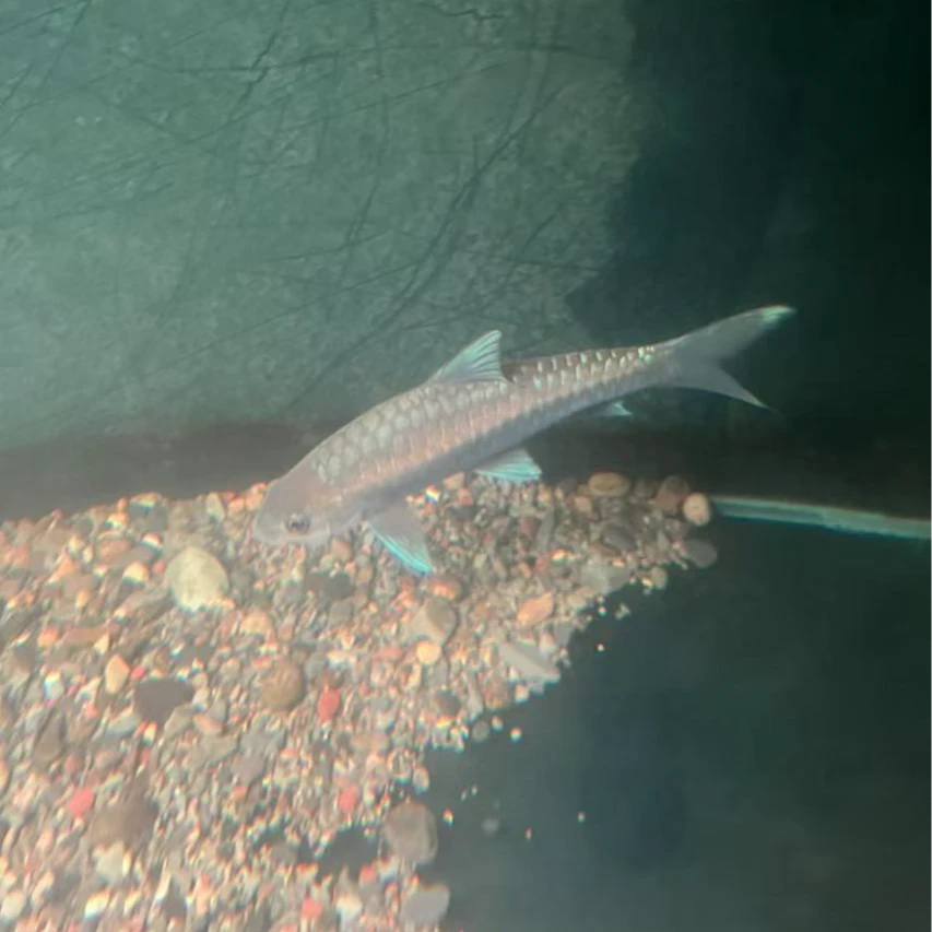 正宗缅甸野生盈江结鱼包邮包活