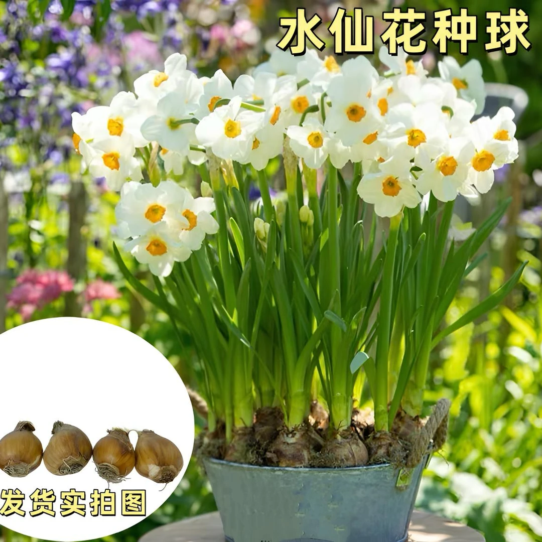 水仙花种球水养四季开花室内外客厅冬季水培种球植物
