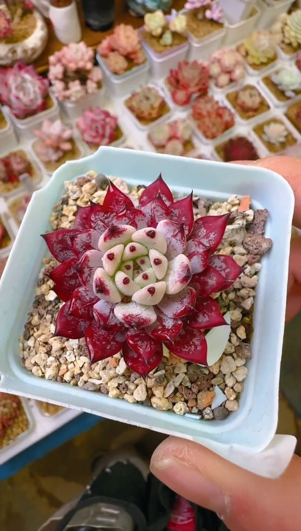 【闪购商品】凭—819—仙农（墨菊）