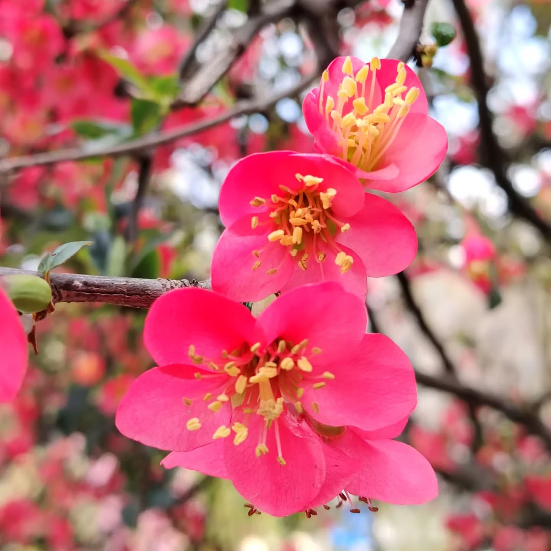 玫瑰海棠花四季开花树苗阳台盆栽绿植室内外好养耐活花卉盆景