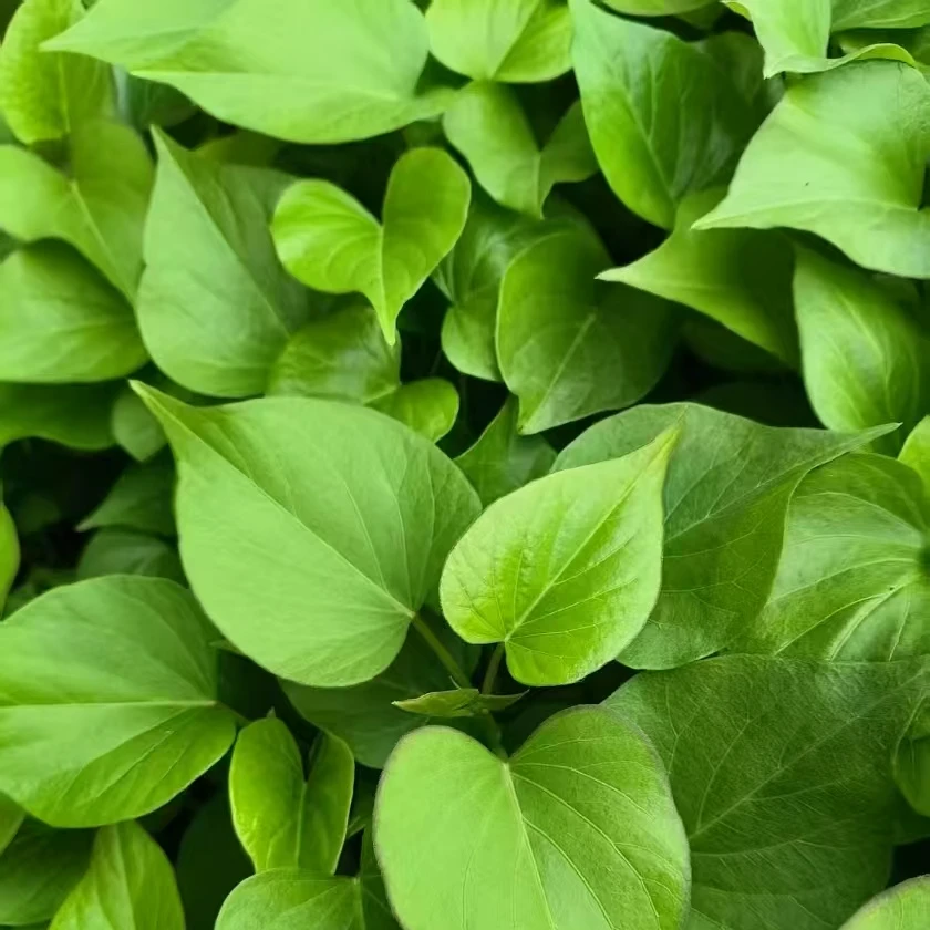 秦薯五号不带根高剪红薯苗