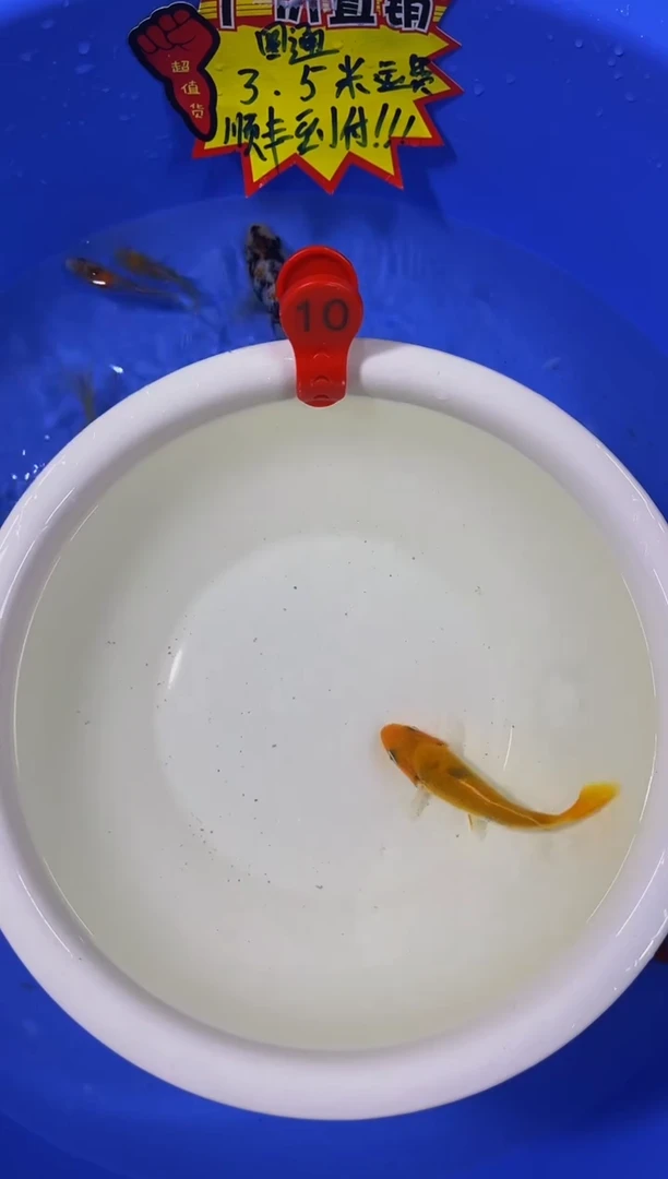 锦鲤活体二号链接