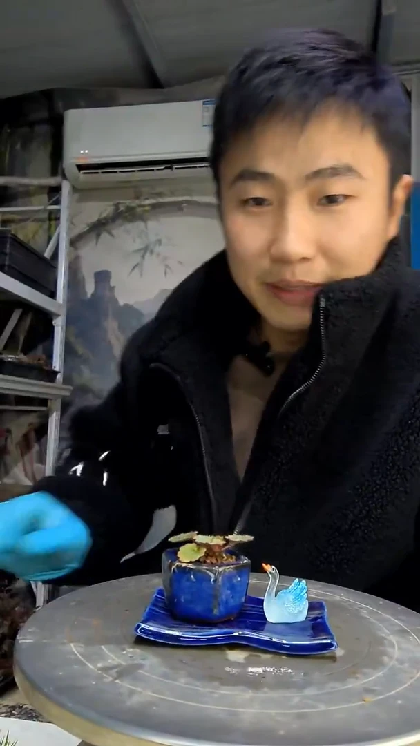 美**见中青园艺一物一拍花52