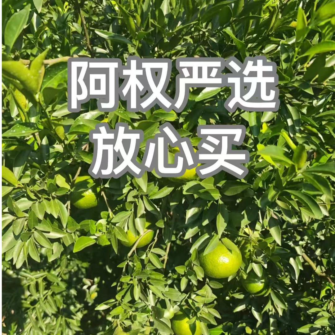 【阿权专享】圭峰山 沉香小青柑【10沉13果】拍一发二到手500g 罐装