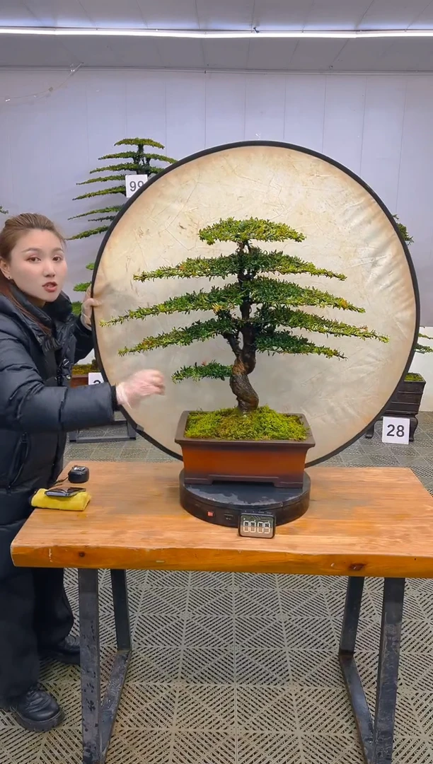 无花朵一物一拍一物一拍