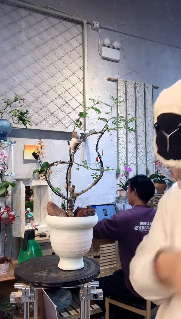 大部分花苞少量开放7664蝴蝶兰艺术盆景