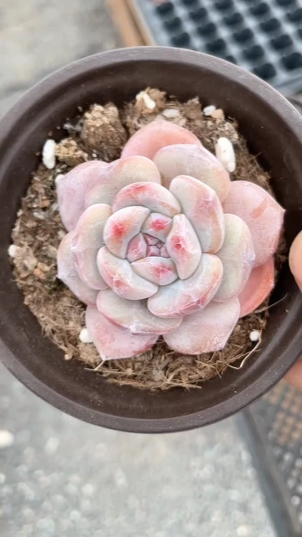 【闪购商品】90盆紫皮星影单头多肉