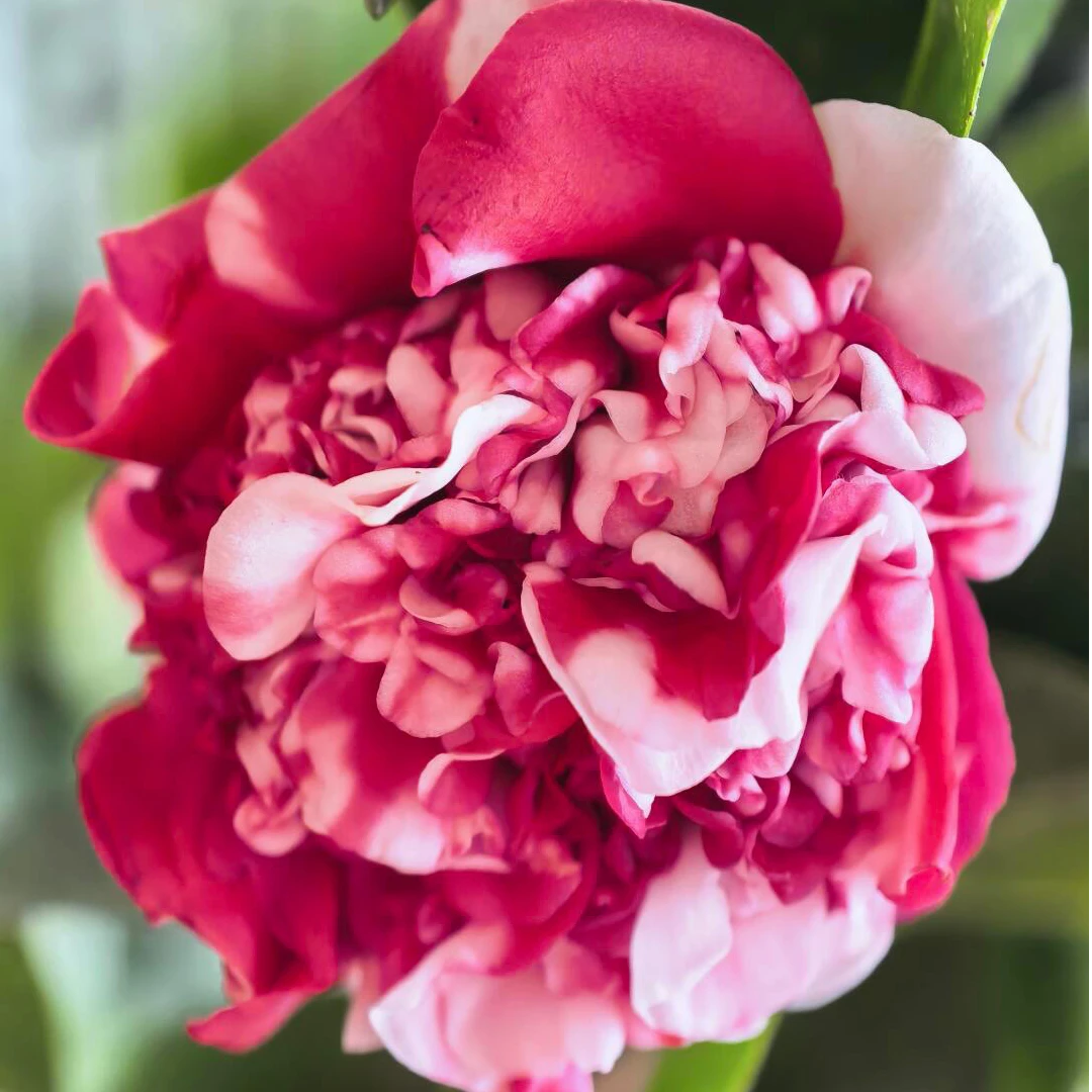 花佛鼎 山茶花有花苞盆栽阳台庭院户外【扦插原生苗】