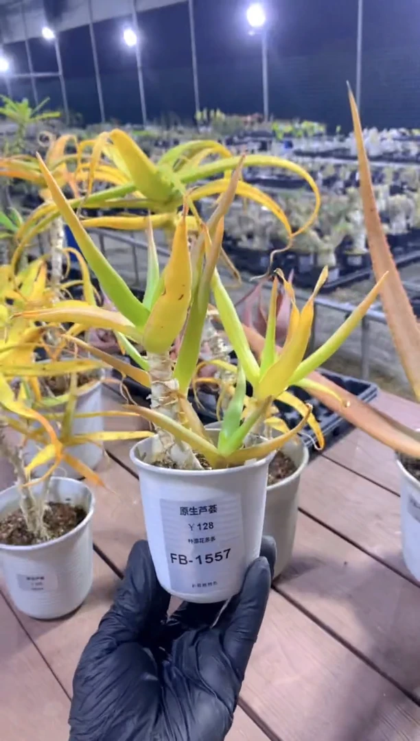 【闪购商品】原生芦荟脱土FB-1557