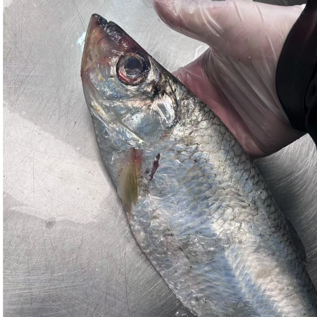 江苏黄沙港 新鲜流网海捕 鳓鱼 鲥鱼 白鳞鱼 香鱼